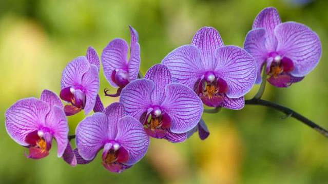 Un rêve d'orchidée et sa signification: Que signifie rêver d'orchidée ?