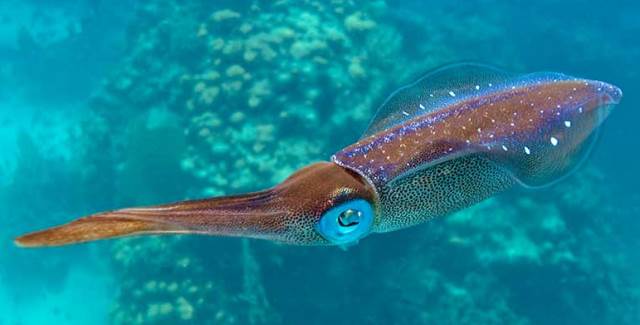 Un rêve de calamar et sa signification: Que signifie rêver de calamar ?