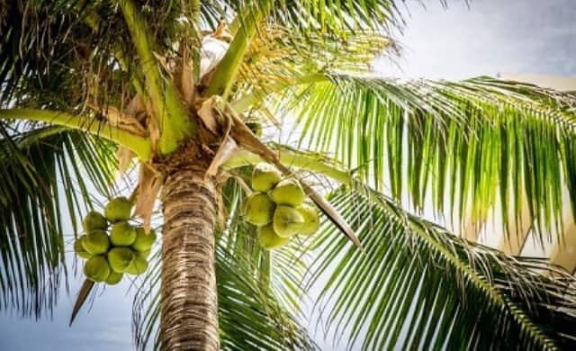 Un rêve de cocotier et sa signification: Que signifie rêver de cocotier ?