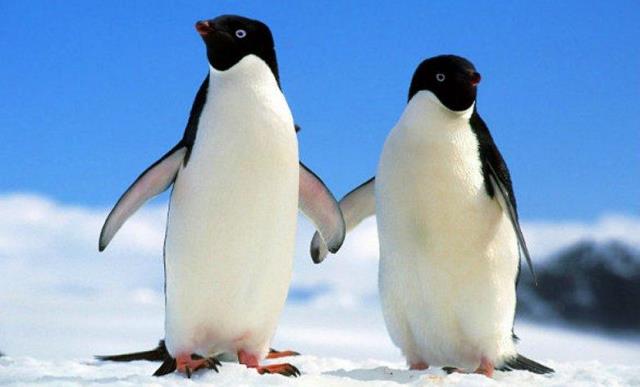 Un rêve de manchot et sa signification: Que signifie rêver de manchot ?