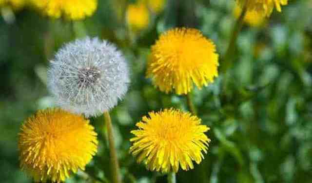 Un rêve de pissenlit et sa signification: Que signifie rêver de pissenlit ?