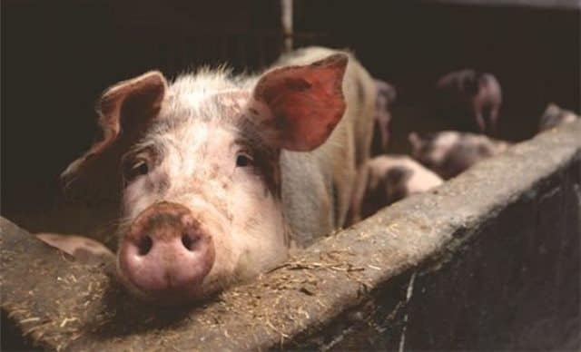 Un rêve de porcherie et sa signification: Que signifie rêver de porcherie ?