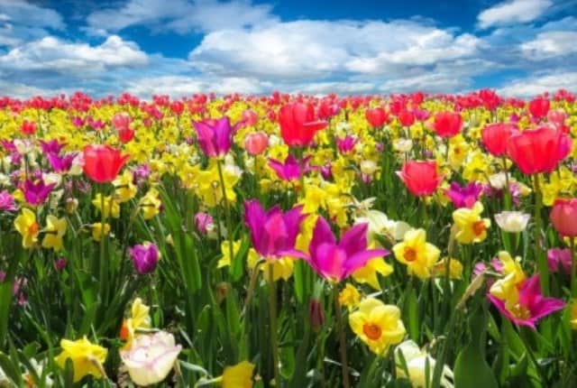 Un rêve de printemps et sa signification: Que signifie rêver de printemps ?