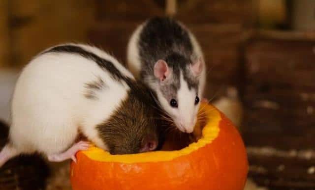 Un rêve de rongeur et sa signification: Que signifie rêver de rongeur ?