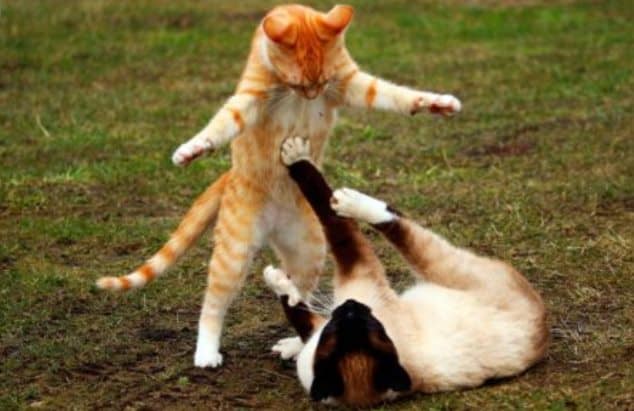 Rever De Bagarre De Chat Interpretations Exactes Et Completes Rever De Bagarre De Chat Interpretations Exactes Et Completes