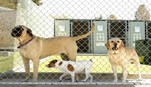 Un rêve de chenil et sa signification: Que signifie rêver de chenil ?