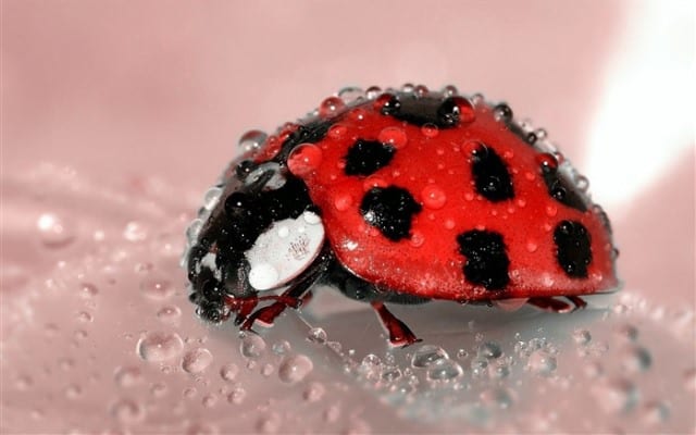 Un rêve de coccinelle et sa signification: Que signifie rêver de coccinelle ?