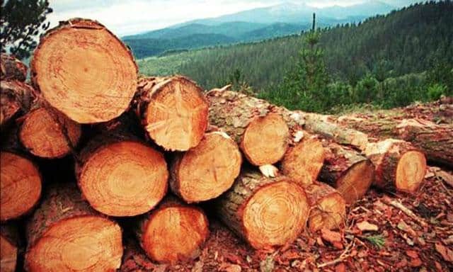 Que signifie rêver de couper des arbres ?