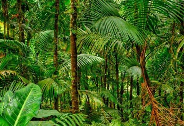 Un rêve de jungle et sa signification: Que signifie rêver de jungle ?