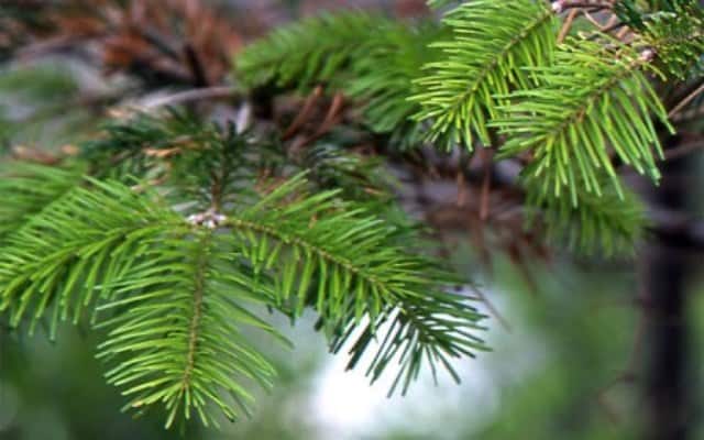 Un rêve de pin et sa signification: Que signifie rêver de pin ?