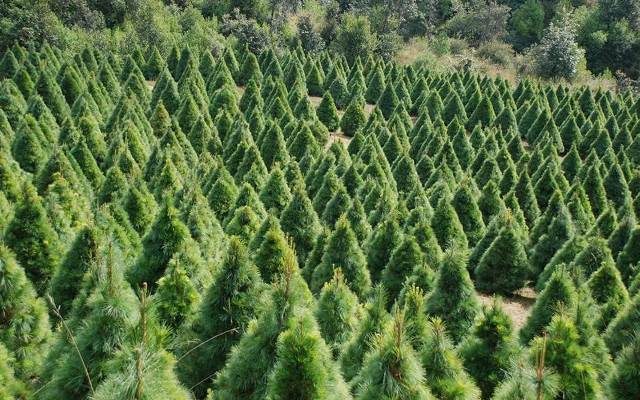 Un rêve de pinède et sa signification: Que signifie rêver de pinède ?