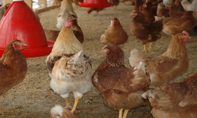 Un rêve de poulailler et sa signification: Que signifie rêver de poulailler ?