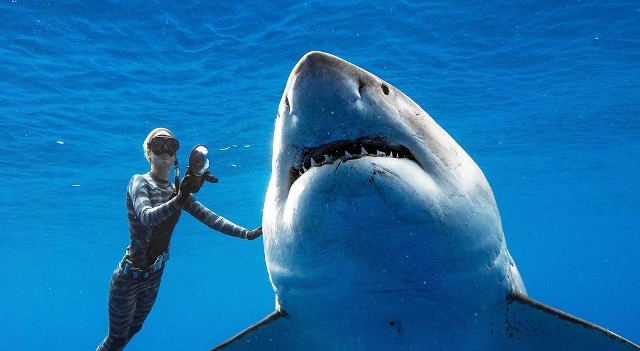 Que signifie un rêve de requin gentil ?