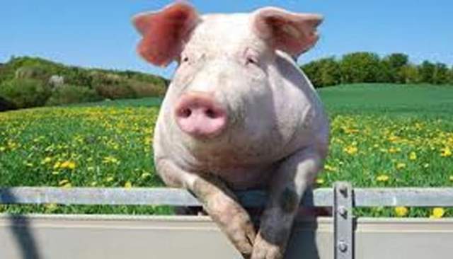 Que signifie rêver d'être mordu par un cochon ?