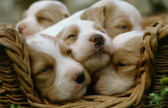 Pourquoi rêver d'acheter un chiot ? Que signifie rêver d'acheter un chiot ?