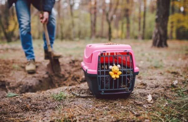 Un rêve d'enterrer un chat et sa signification: Que signifie rêver d'enterrer un chat ?