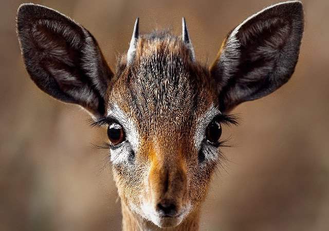 Un rêve de biche et sa signification: Que signifie rêver de biche ?