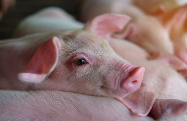 Que signifie rêver de cochon rose ?