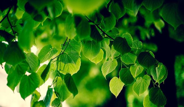 Un rêve de feuillage et sa signification: Que signifie rêver de feuillage ?