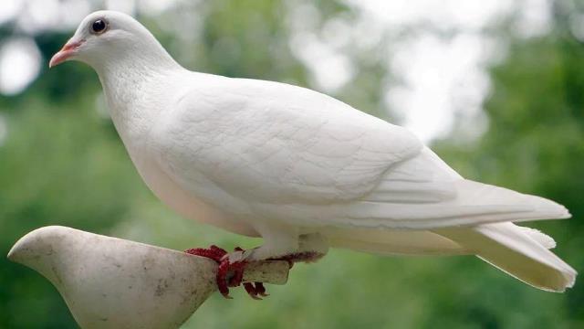 Que signifie rêver de colombe ?