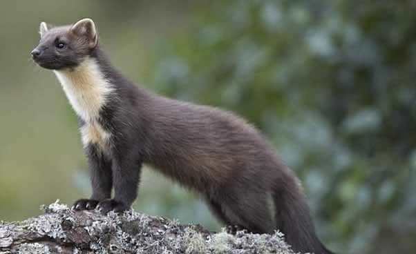 Que signifie rêver de fouine ?